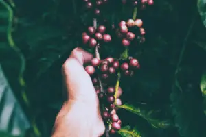 Hand Picking Red Fruit From Branch With Green Leaves