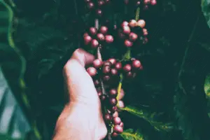 Hand Picking Red Fruit From Branch With Green Leaves