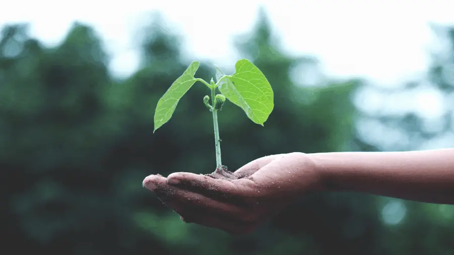 Small Plant Being Held In Hand