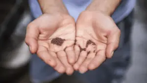 Seeds Inside Two Hands