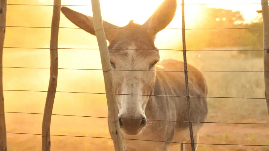 Donkey In The Light