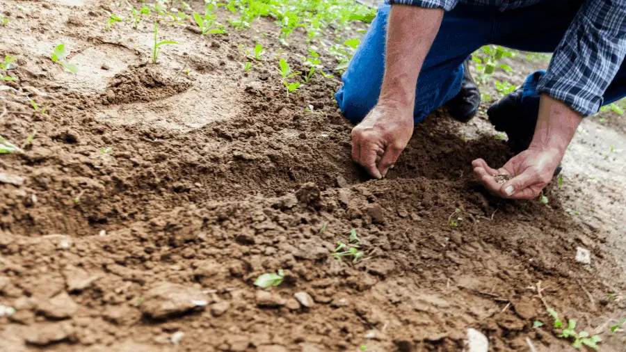 Man Planting Seeds 900x506