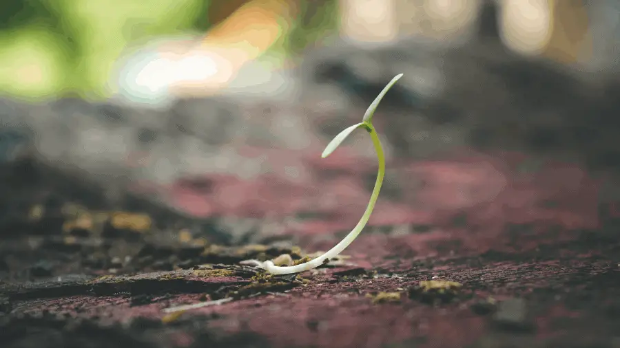 Small Plant Growing