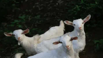3 Kid Goats 356x200