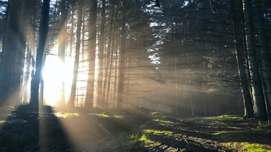 Light Shining Into Woods 900x506