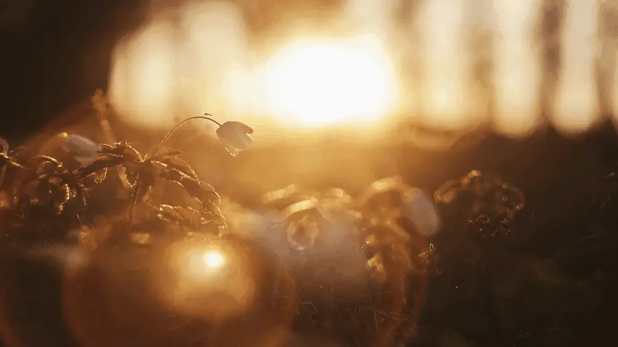 Light Shining On Flowers 900x506