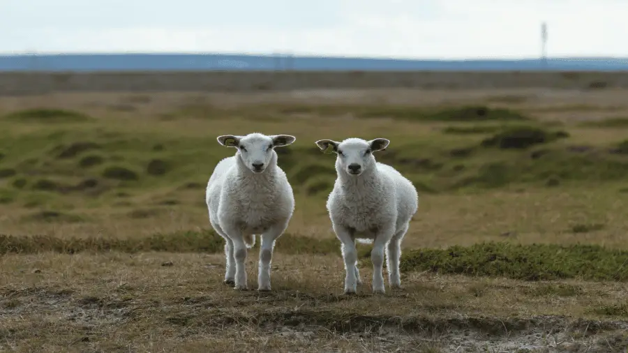 Two Goats In Field 900x506