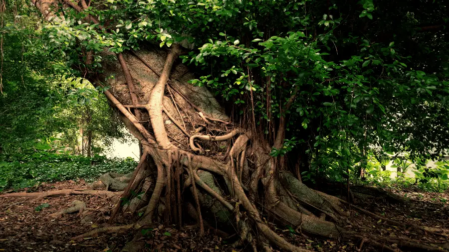 Green Lush Tree Rooted 900x506