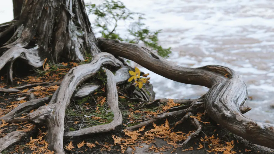 Tree With Roots Near Water 900x506