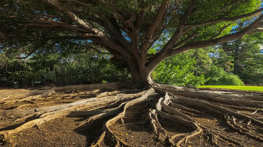 Tree With Very Big Roots 900x506