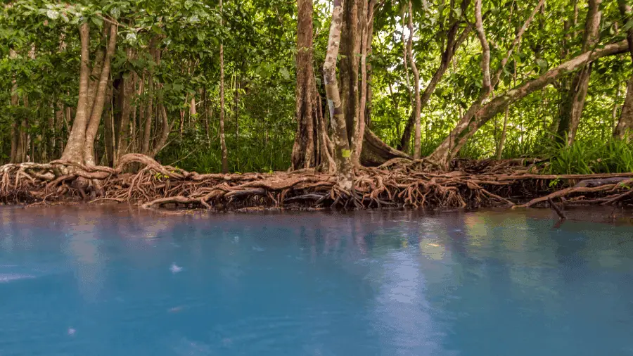 Trees Rooted Near Blue Water 900x506