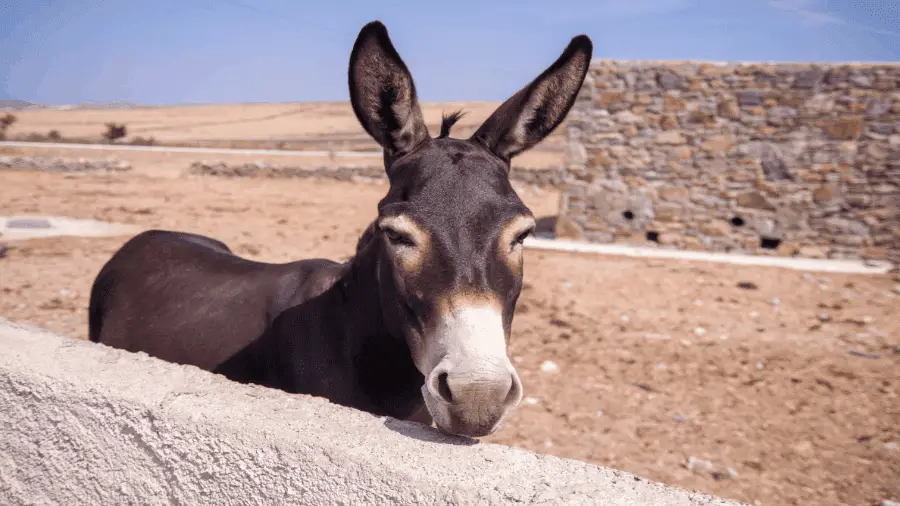 Donkey Tied In Desert 900x506