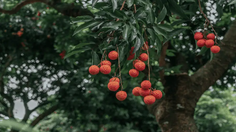 Fruit Tree 900x506