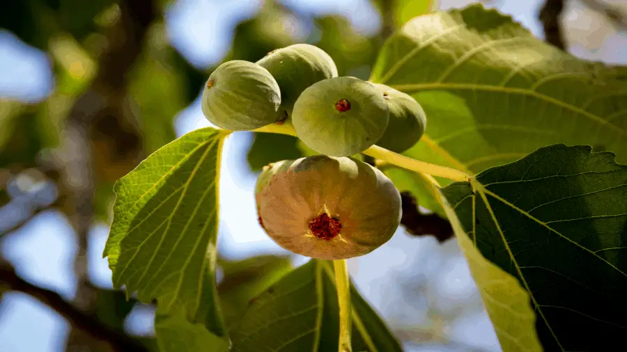 Fig Tree 900x506