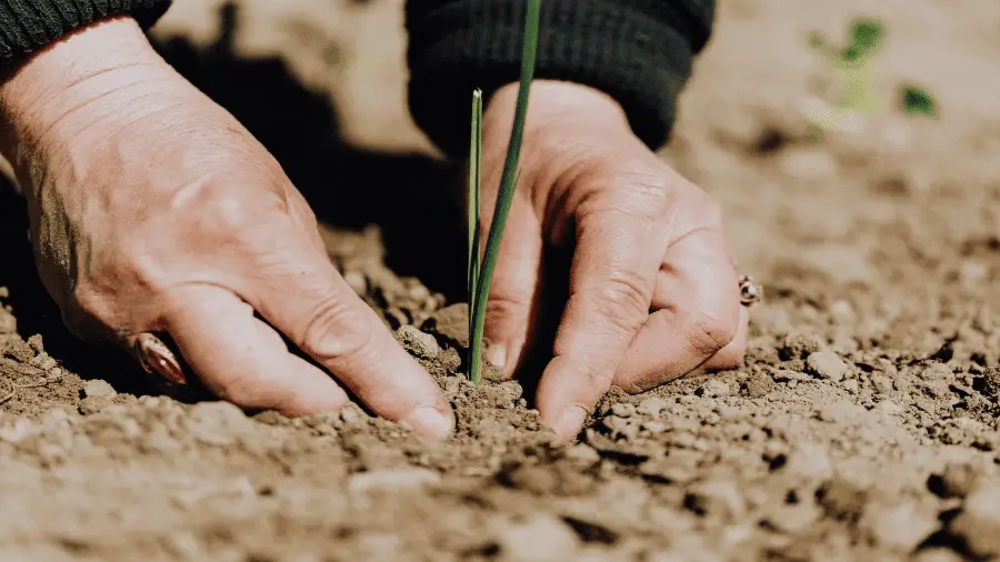 Seed In Dry Soil 900x506