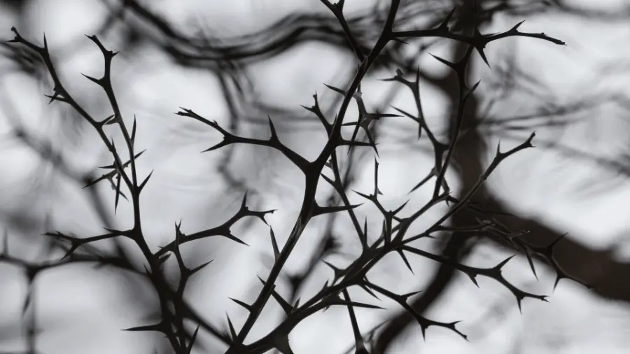 Black And White Thorns 900x506