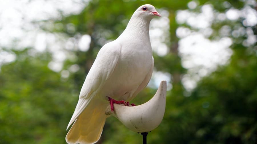 Dove On Horn 900×506 Dove On Horn 900x506