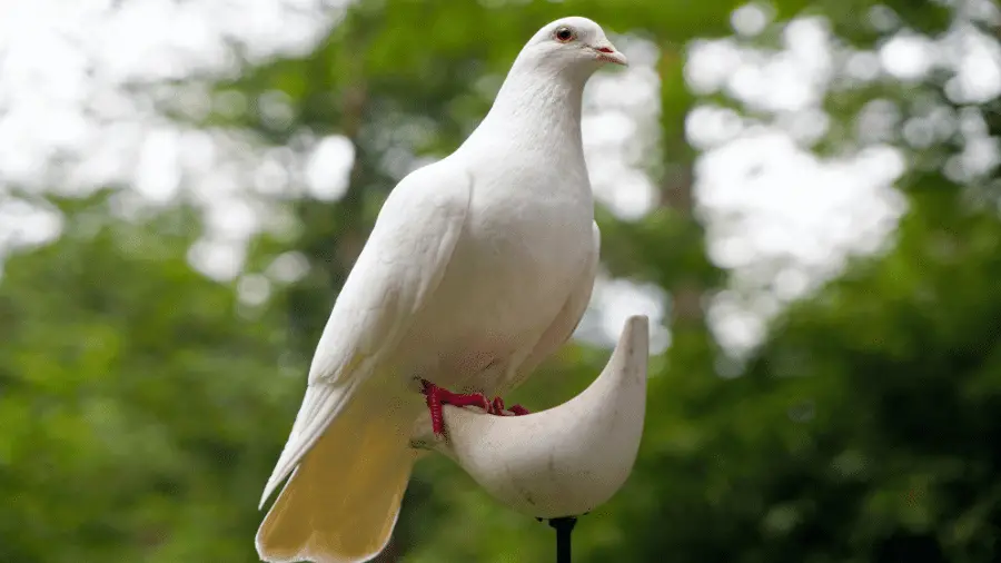 Dove On Horn 900x506