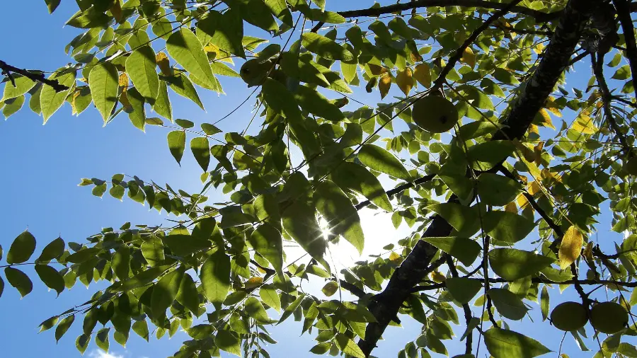 Fruit Tree With Dark Fruit 900x506