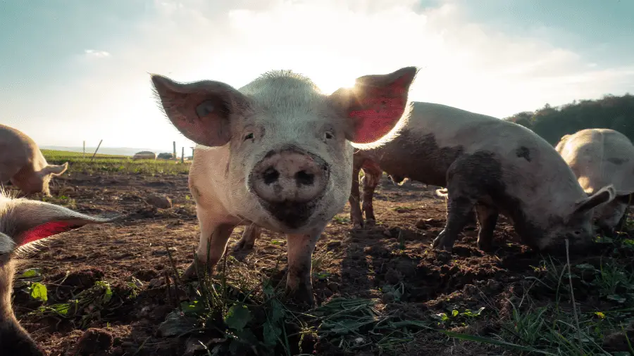 Pigs In The Pen In The Field 900x506