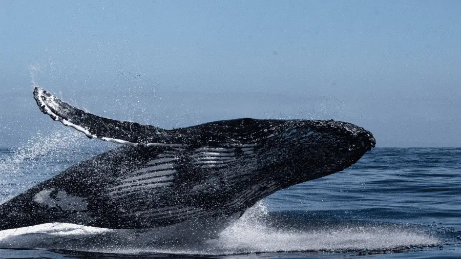 Whale-Jumping-Out-Of-Water900x506